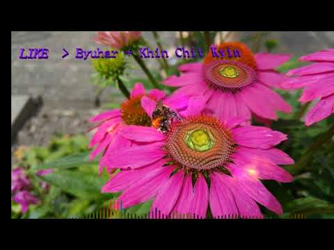 LIKE   /  Byuhar  , Khin Chit Kyin