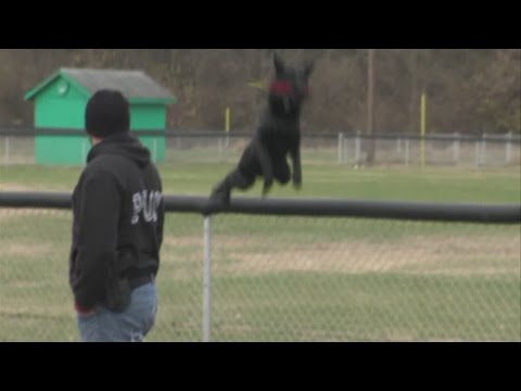 Meet Arko; West Terre Haute's only K-9 officer puts training to use