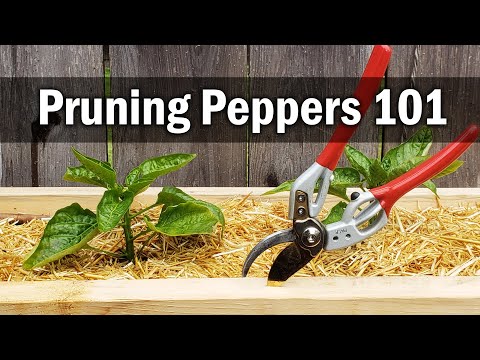 Why Raised Garden Beds Are Better