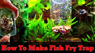 How To Make Fry Trap For Your Aquarium | DIY Fish Fry Trap