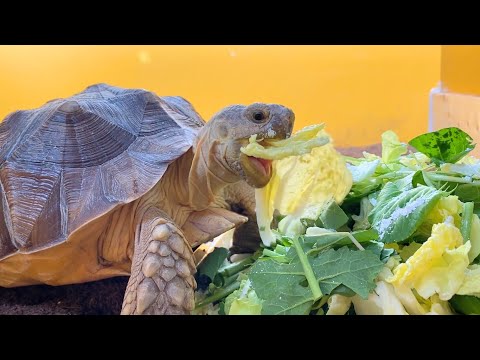 陸ガメの餌やり