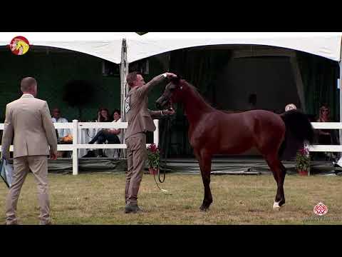 N 25 AFNAS AL SHAHANIA   2020 ELRAN ARABIAN CUP   Yearling Colts Class 4b