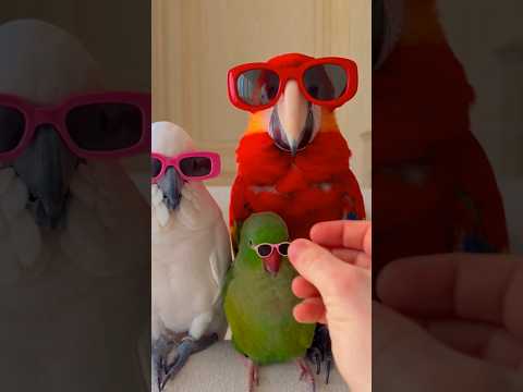 The Tiny Sunglasses Disaster😂🕶️ #fyp #parrotvideo #funny