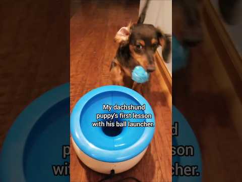 How it all started. 🥰 #dogshorts #ballislife #catch #wow #smart #dachshund #boss #adorable #puppy