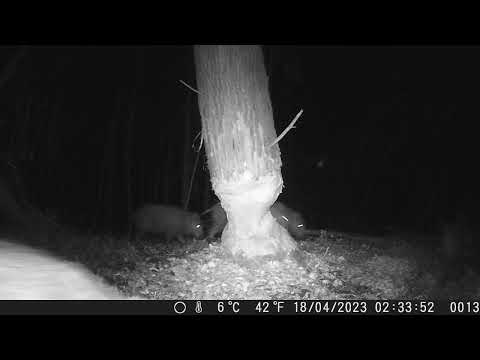 Schweinebande am Biberbaum