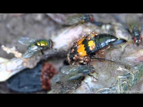 Schwarzhoerniger Totengraeber (Nicrophorus vespilloides)