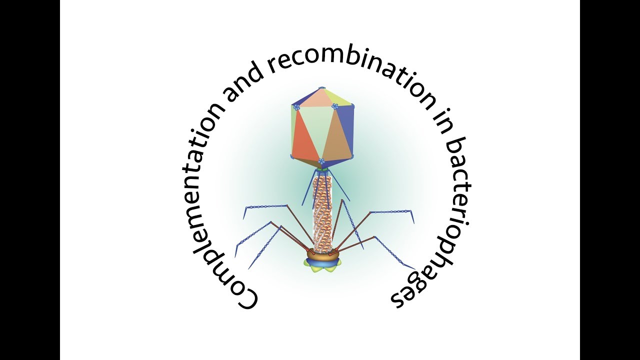 Complementation and recombination in bacteriophages
