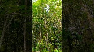 Download lagu Cara menjebak burung konin pakai pemikat yg belum bunyi dengan suara mp3 mp3 Download lagu Cara menjebak burung konin pakai pemikat yg belum bunyi dengan suara mp3 mp3