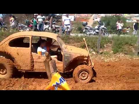 Ouro fino trilha gaiola