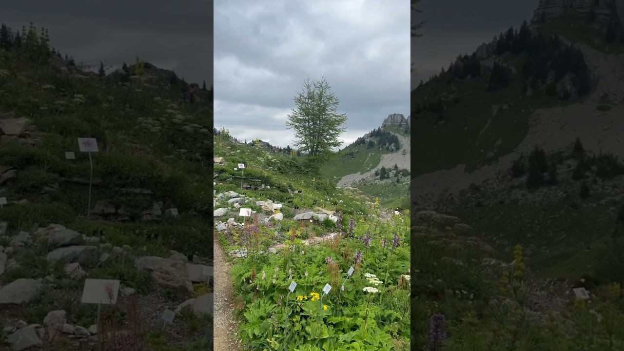 YouTube Short thumbnail