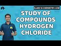 Study Of Compounds Hydrogen Chloride Class 10 ICSE Chemistry Selina Chapter 8 HCl Preparation