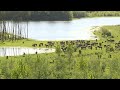 Bedrijfsuitjes: Met de ecokar het bos in