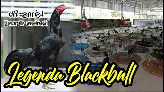 Download lagu Legenda Ayam Khoyngon Blackbull Pranburi Farm Mr. Teelek mp3