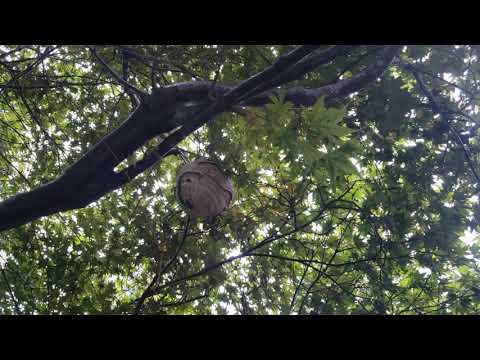 Rain Doesn't Stop Hornets or Cowleys in Marlboro, NJ