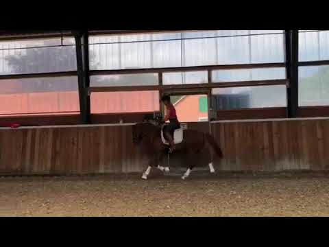 Golden Suprise Trab - Dressurpony SOLD