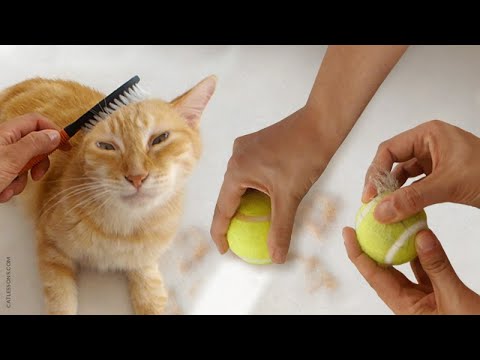 15 Ways to Remove Cat Hair Around the House