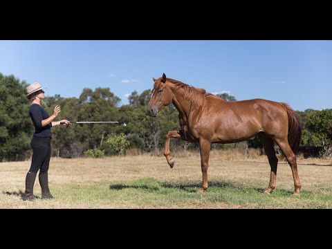 Extending to the Spanish Walk Horsemanship / Horse Training Tutorial with Liberty Horses