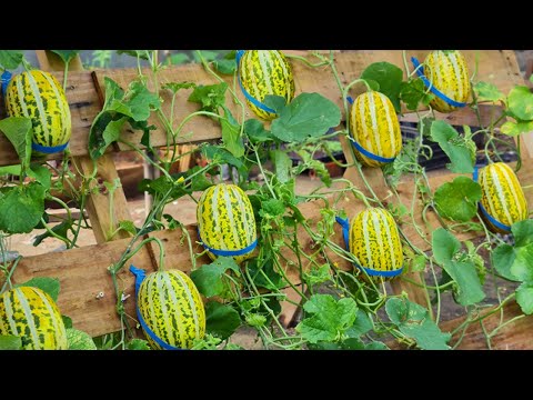 Let s grow bitter melon for your family this way it s very fruity and easy to make