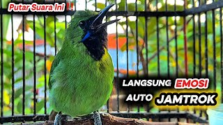Download lagu Tembakan keras cucak ijo mini gacor bagus buat pancingan jomin bahan agar emosi mp3