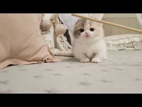 cute cats । cute cats funny । cute cats videos । cute cats short videos । #cat #cutecat #pets