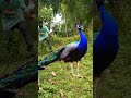 Peacock Catching Reel Reels Trending Viral Viralreels Video Tiger Wildlife Reelsvideo