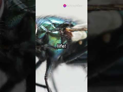 Top 5 Mind-Blowing Facts About Flies! #flies #smallliving #facts #shorts