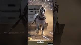 Giant Shire Horse wins by pulling weight no horse has moved before in Kansas