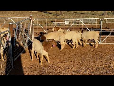 SLAM DUNK BOER BUCKS , 289, 207, 354, 233, 290