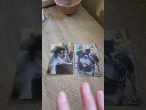 Animal Communication benefits - new dog