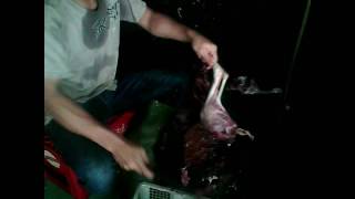Download lagu Cincang kambing mp3