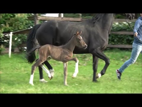 *2019 Stute von Erdinger - Cadeau Noir SOLD!!!