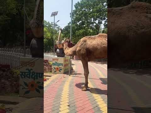 Jamel the camel ???? #jamel #camel #camels #camelsvideo #animals #animal #animallover #animalshorts