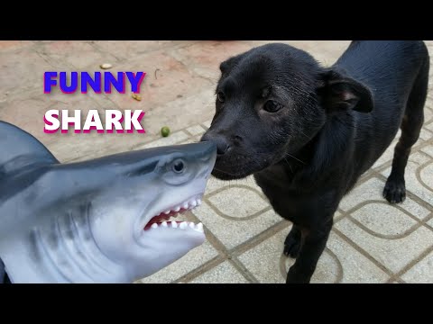 Funny Shark Puppet Tik Tok 2021 - Try Not To Laugh Challenge Watching Tik Toks