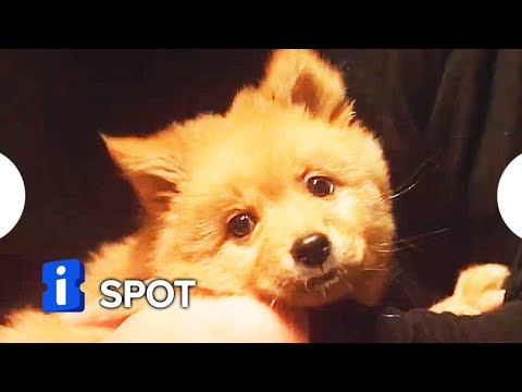 Hachiko: Para Sempre - Trailer