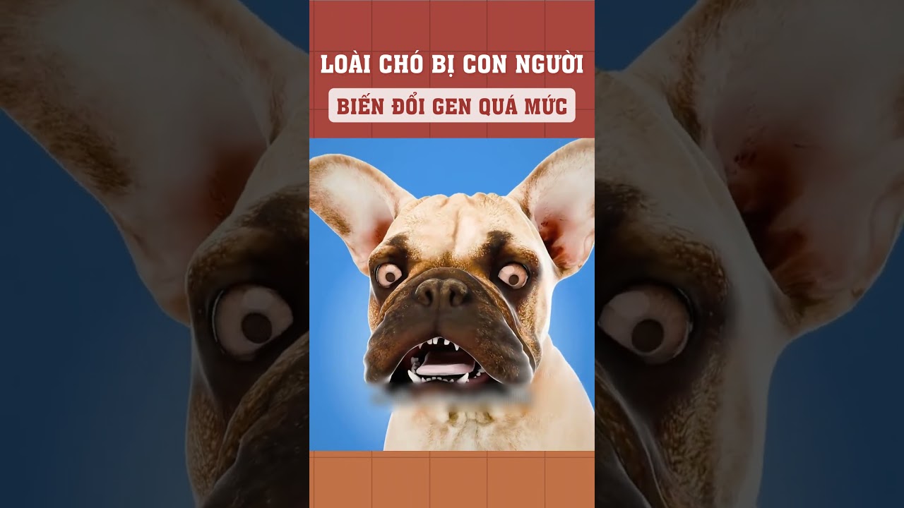 Loài chó bị con người biến đổi gen quá mức