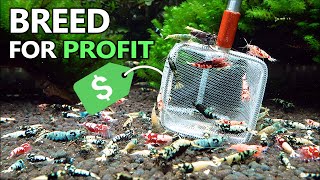 Breeding Shrimp for Profit: How to Sell & Ship Live Shrimp!