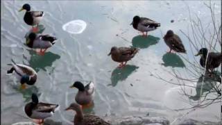preview picture of video 'Canards on ice.mp4'