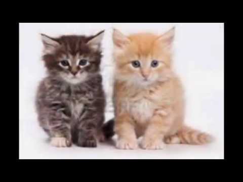 cute cats