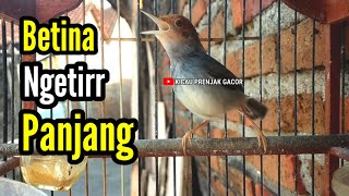 Download lagu PRENJAK BETINA [ MASTERAN PRENJAK BETINA Ngetir Panjang Istimewa Suara jernih menggoda Jantan ] mp3