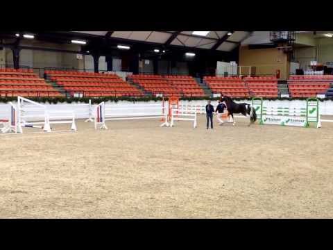 Probefreispringen Körung Neumünster 08.02.2014