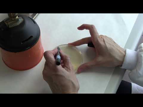 Vídeo: Illando a diversidade