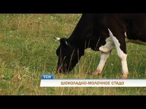 �� ����� � �������� ���� ����� ������ ��������� � ������������