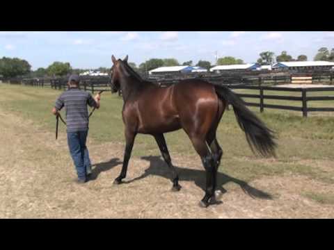 11 f. Malibu Moon-Grand Prayer