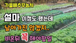 김장배추무밭에 태풍 비바람으로망을 단단히 덮어주었고 비 온뒤 배추밭에 꼭 해줘야할일은