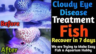Cloudy Eye Disease Treatment||How to Treat Cloudy Eye Disease||Flowerhorn Cloudy EyeDiseaseTreatment