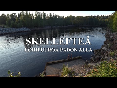 Skellefteåån Lohipuuroa - Ja Rangerille häädöt padolta :D (Skellefteå Kalastus - Spinfluga -paikka)