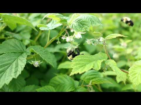 Common Eastern Bumble Bee on Raspberry, 15 June 2025.