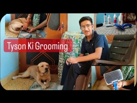 How To Groom Your Dog At Home ll Ojasvi Sharma