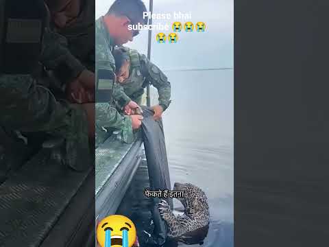 Rio Negro नदी मे ं मौत से लड़ता मिला घायल Jaguar | by @KrishCurious #shorts #krishcurious #jaguar