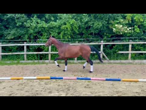 2019 KWPN Stallion by Indian Rock x Ronaldo (Rubinstein)